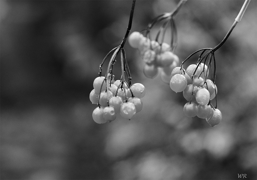 Vogelbeeren s/w