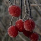 Vogelbeeren tiefgefroren II