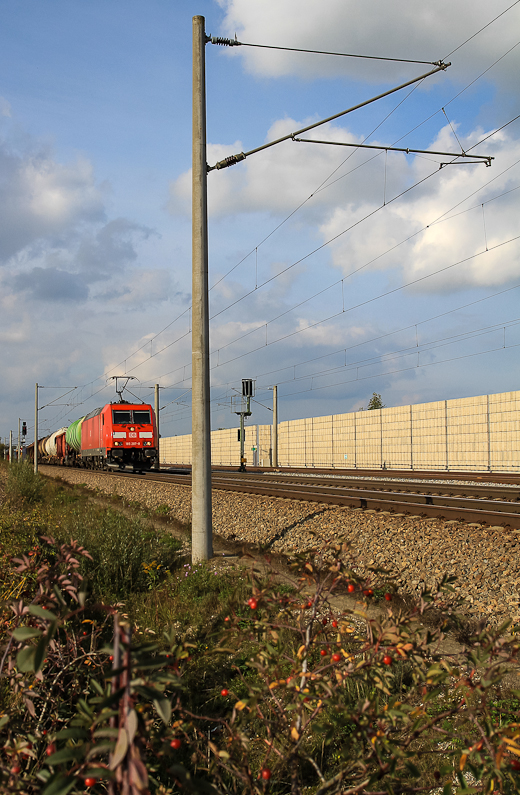 Vogelbeeren und Betonmast