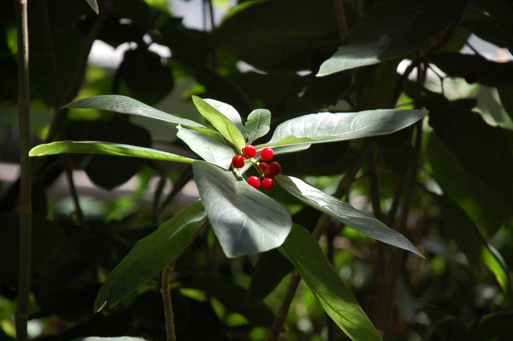 Vogelbeeren von der Sonne gestreichelt