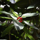 Vogelbeeren von der Sonne gestreichelt