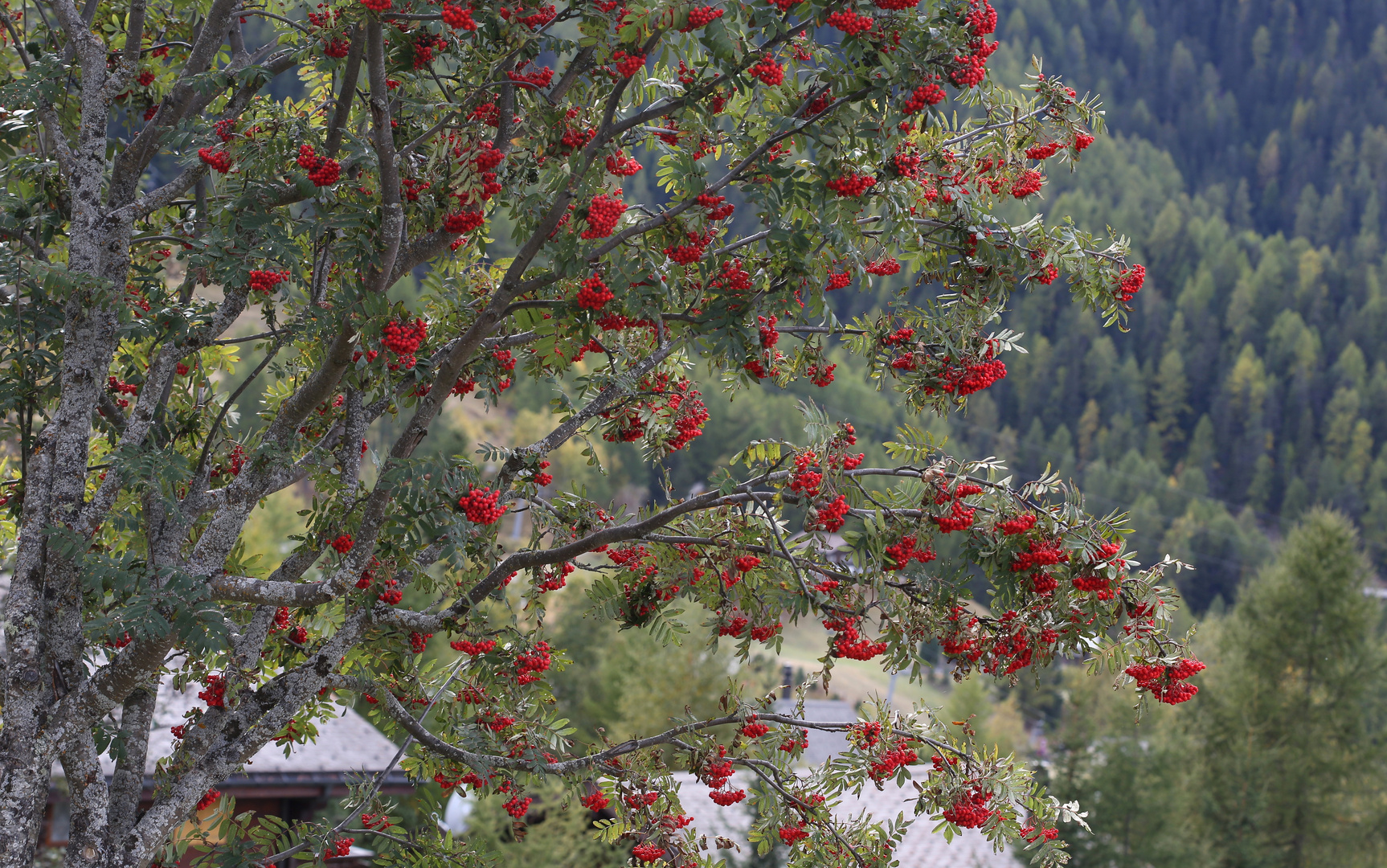 Vogelbeerenbaum