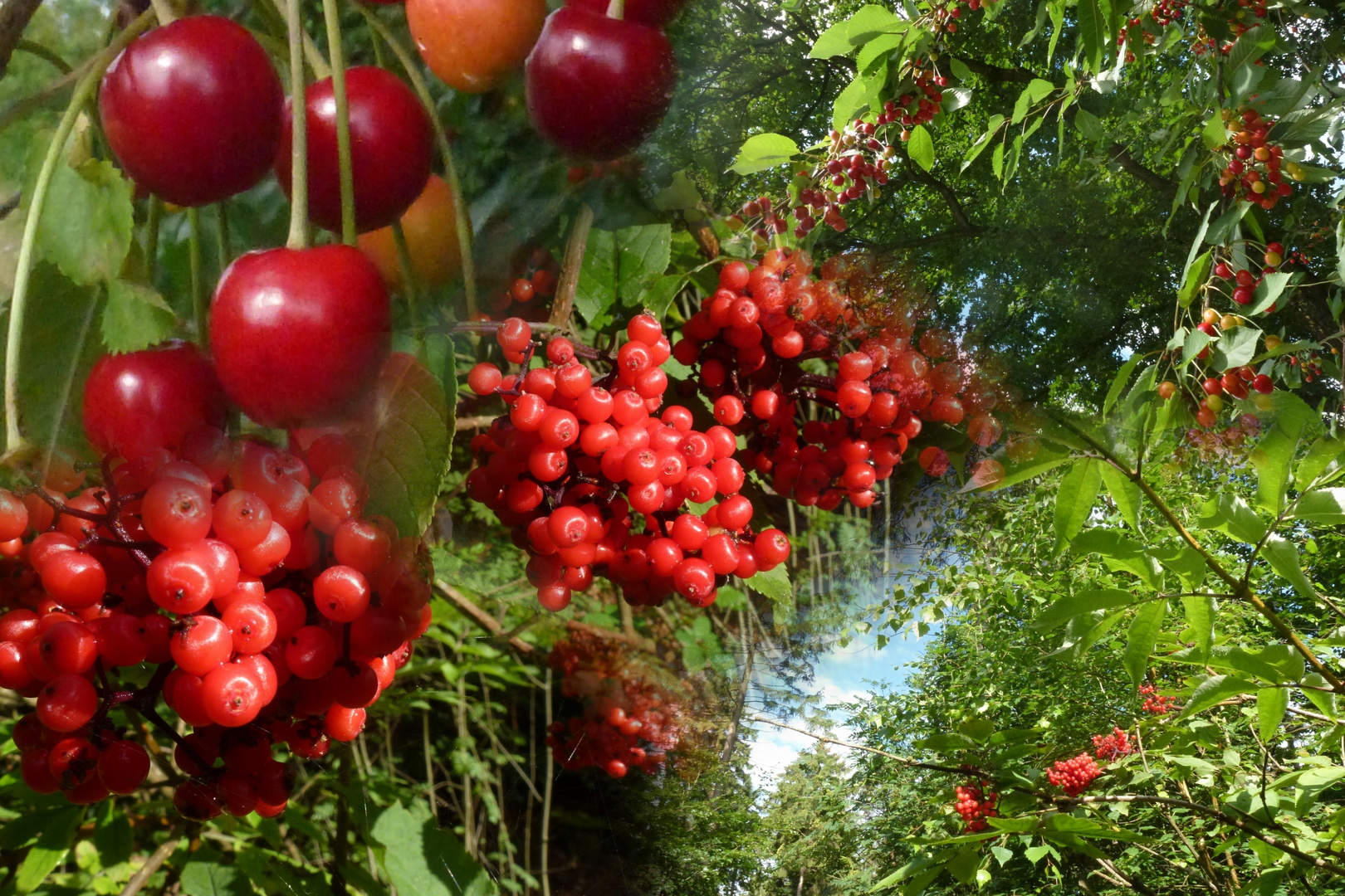  Vogel/Beeren/Kirschen Collage