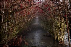 Vogelbeerentunnelwasserweg !