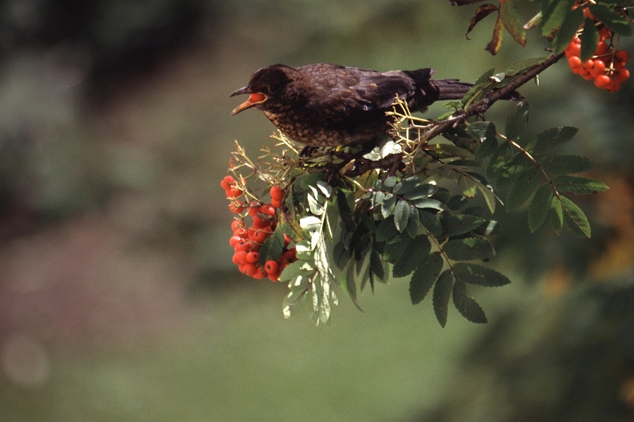 Vogelbeerenzeit