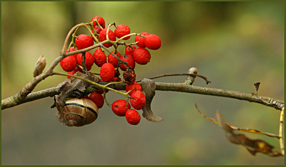 Vogelbeerschnecke