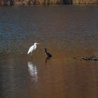 Vogelbegegnung am Donauufer Silberreiher und Kormoran wb