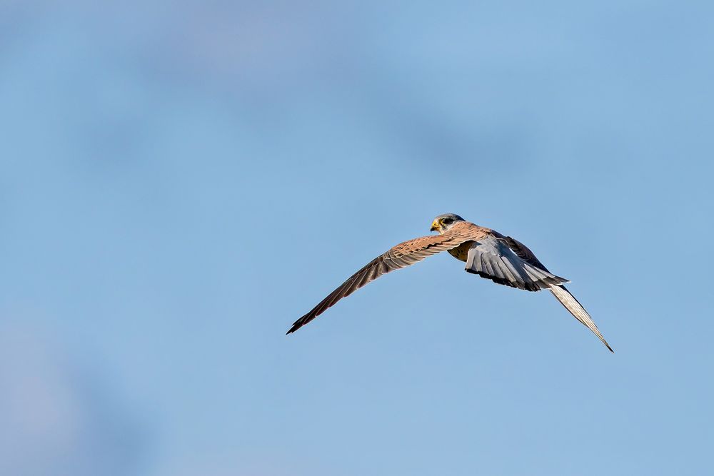 Vogelbeobachtung an den Salzwiesen bei Netzen