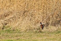 Vogelbeobachtung an den Salzwiesen bei Netzen