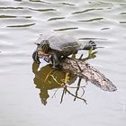 Vogelbeobachtung...