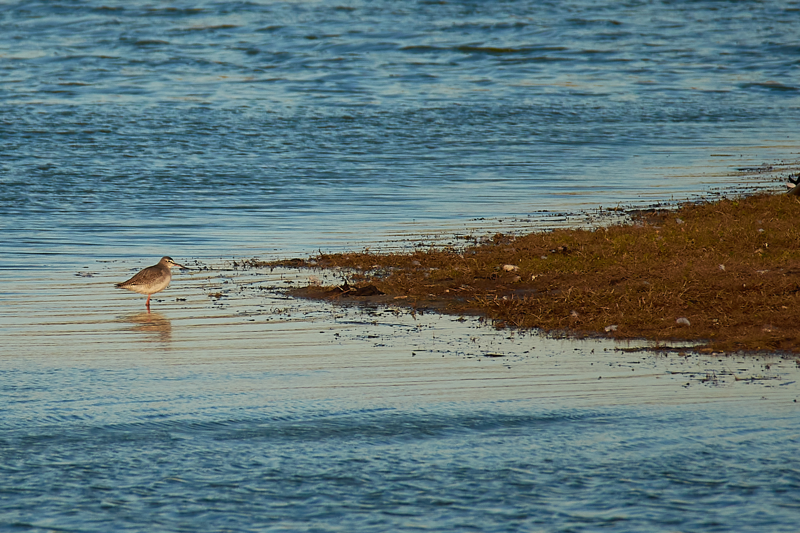 Vogelbeobachtung Fehmarn