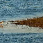 Vogelbeobachtung Fehmarn