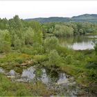 Vogelbeobachtung Heidbrinker Kiessee