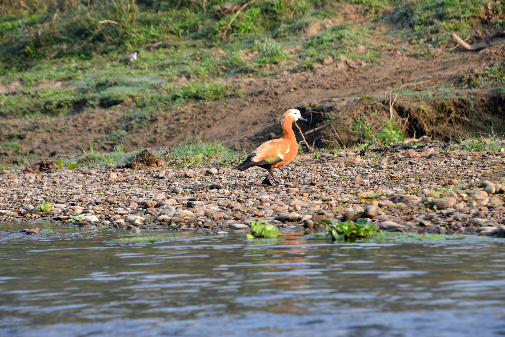 Vogelbeobachtung im Chitwan Nationalpark