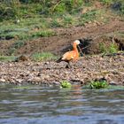 Vogelbeobachtung im Chitwan Nationalpark