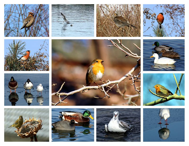 Vogelbeobachtung im Winter