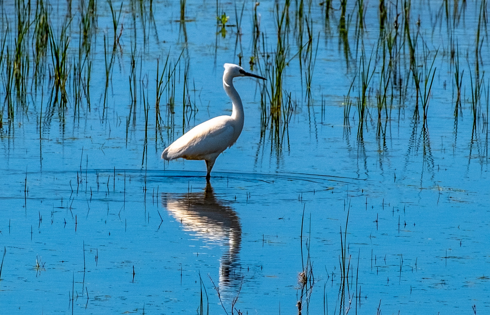 Vogelbeobachtungen