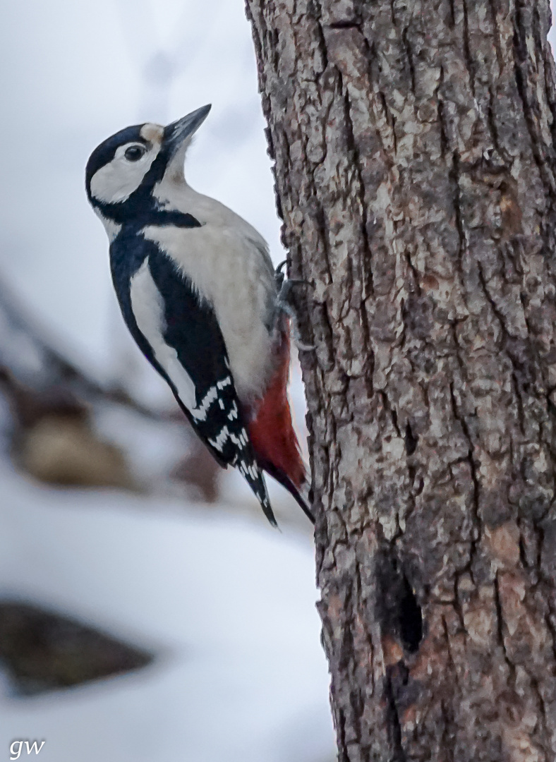 Vogelbeobachtungen im Winter