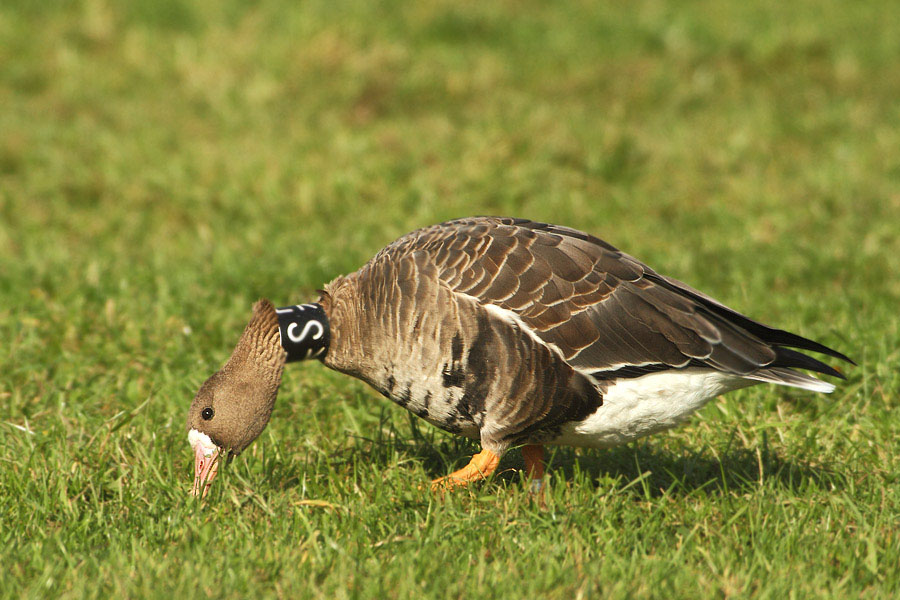 Vogelberingung ???????