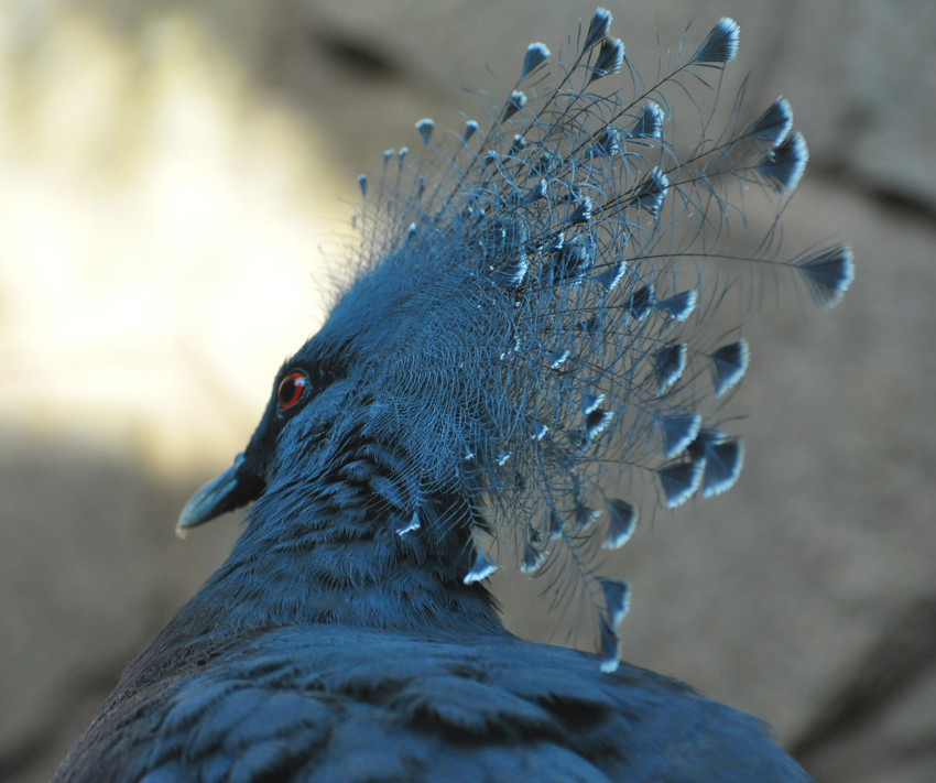 Vogel...blau von Alex4nd3r