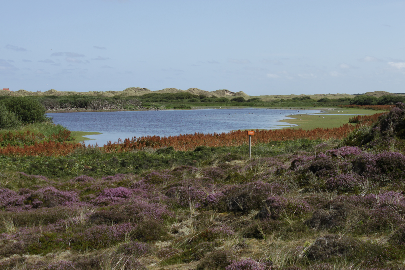 Vogelbroedgebied op Terschelling