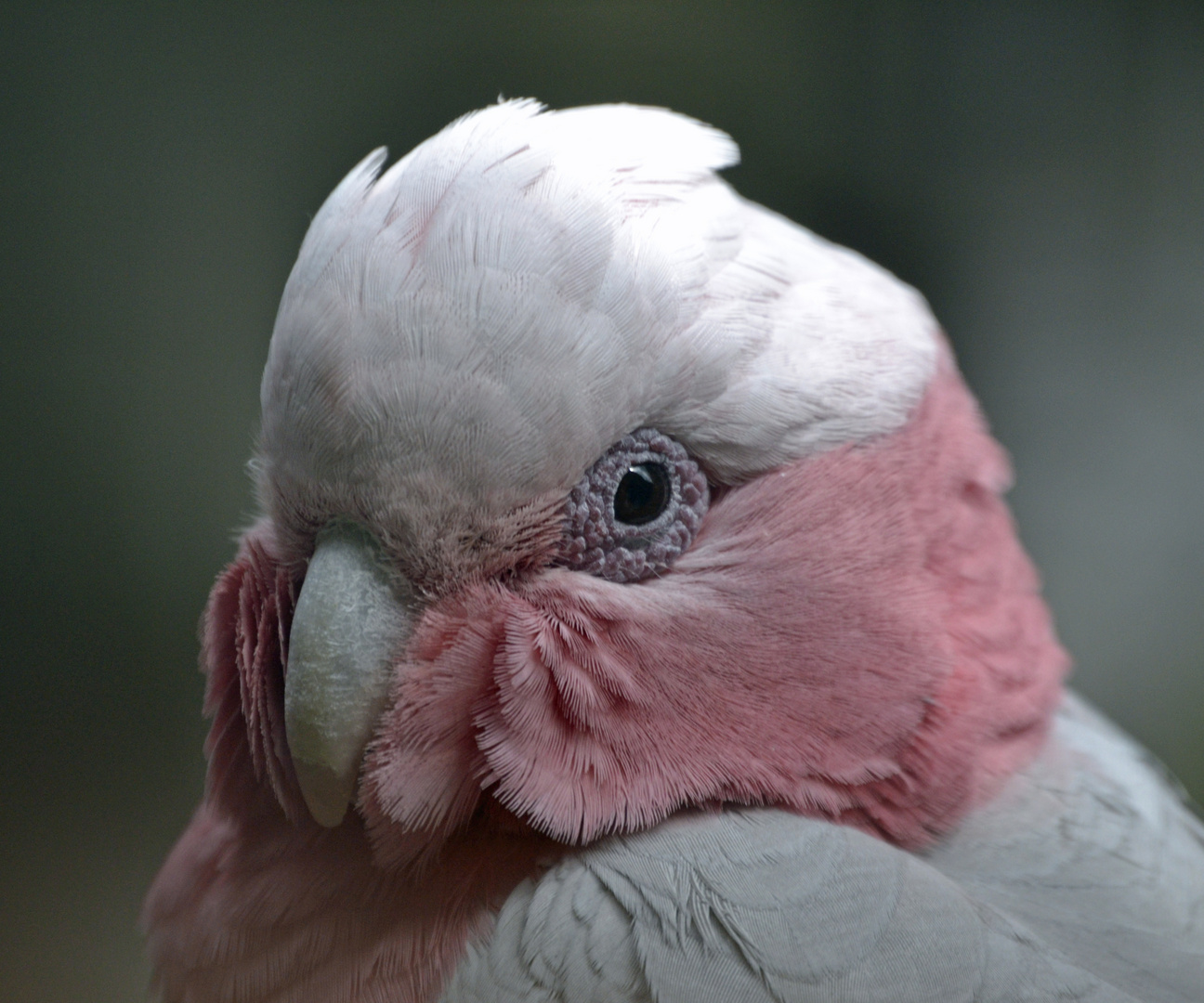 Vogelburg Hochtaunus