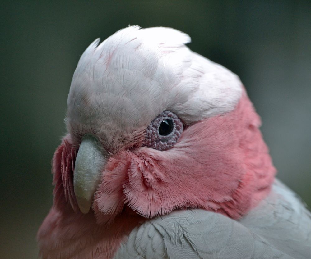 Vogelburg Hochtaunus