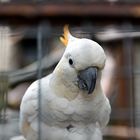 Vogelburg Weilrod im Taunus (I)