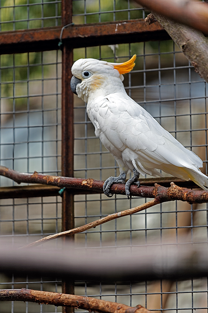 Vogelburg Weilrod im Taunus (V)