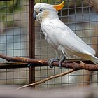 Vogelburg Weilrod im Taunus (V)