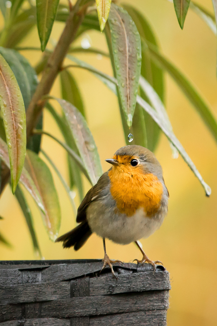 Vogeldusche