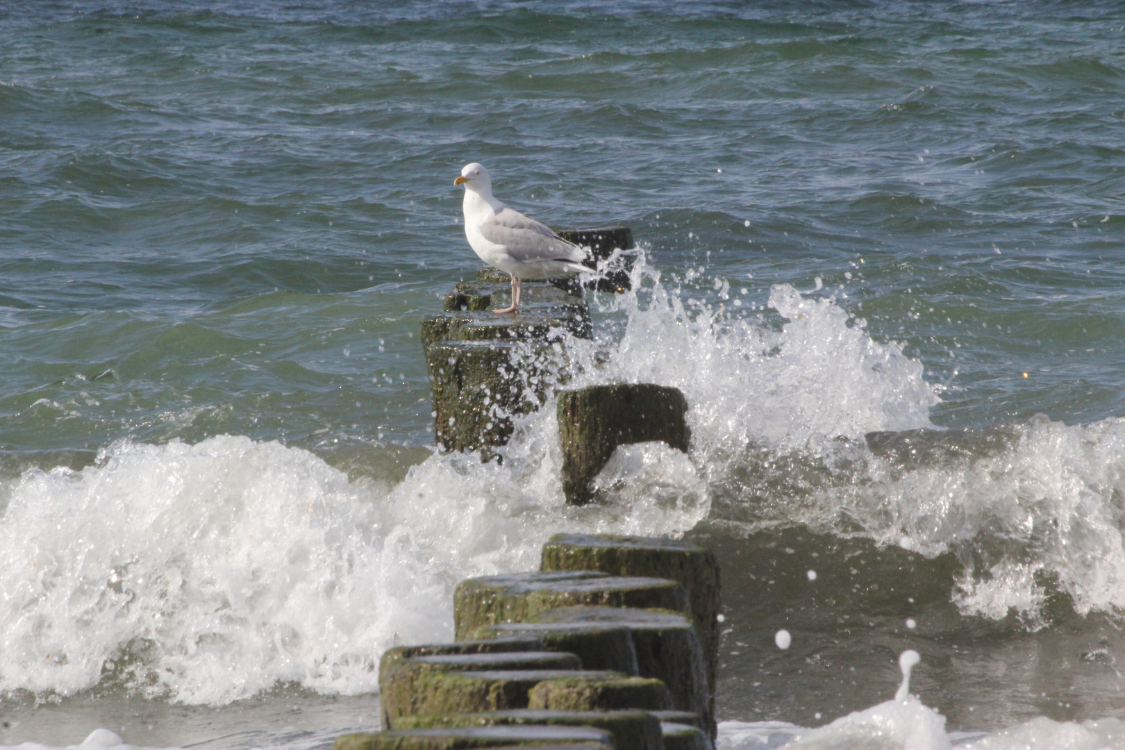 Vogeldusche