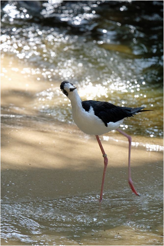 Vogelei III Foto & Bild tiere, zoo, wildpark & falknerei, vögel