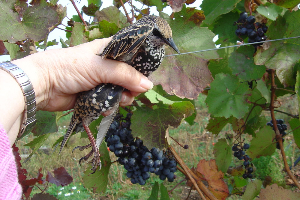 Vogelfänger-Vogelretter