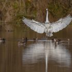 Vogelfamilie