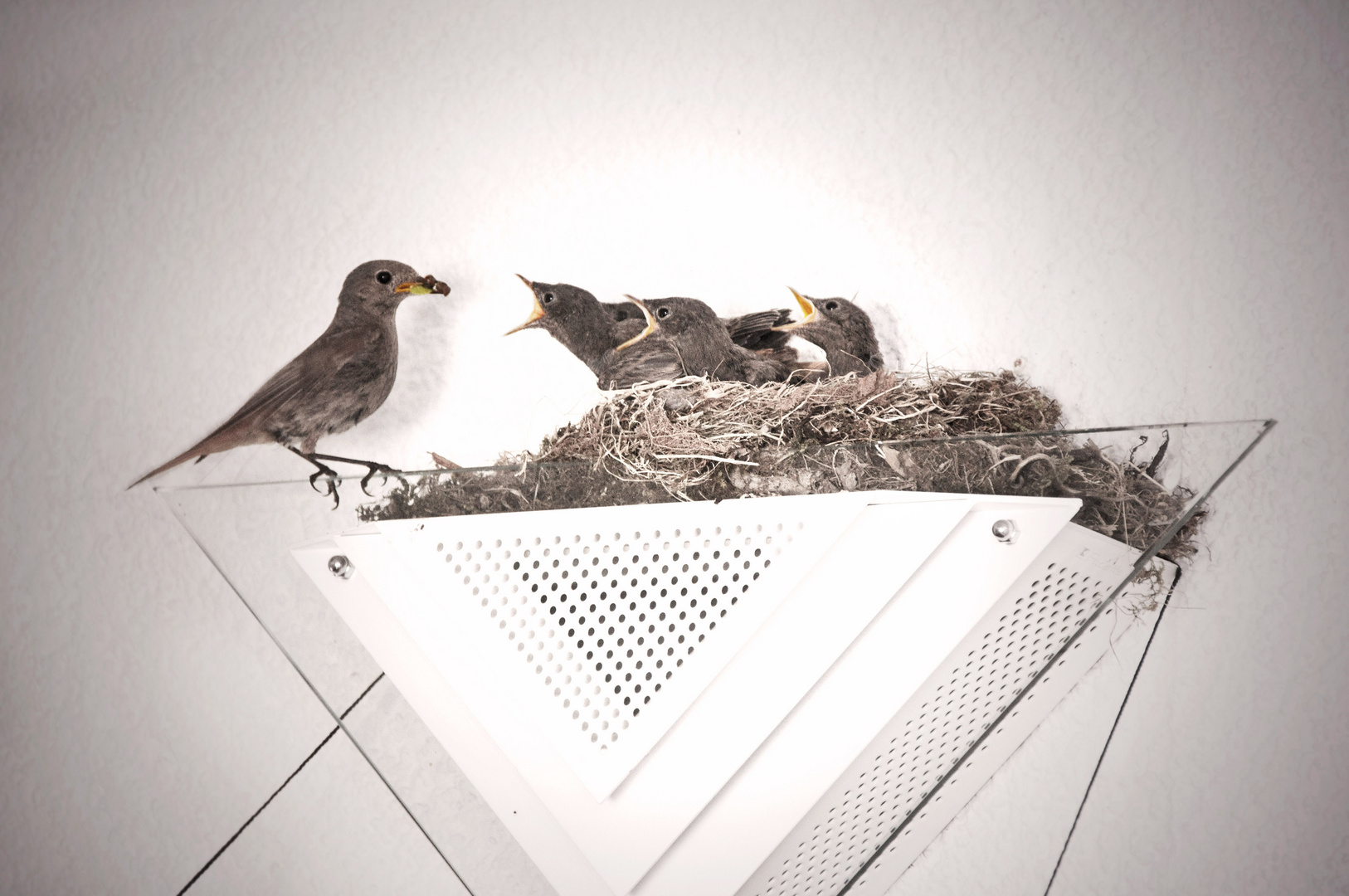 Vogelfamilie