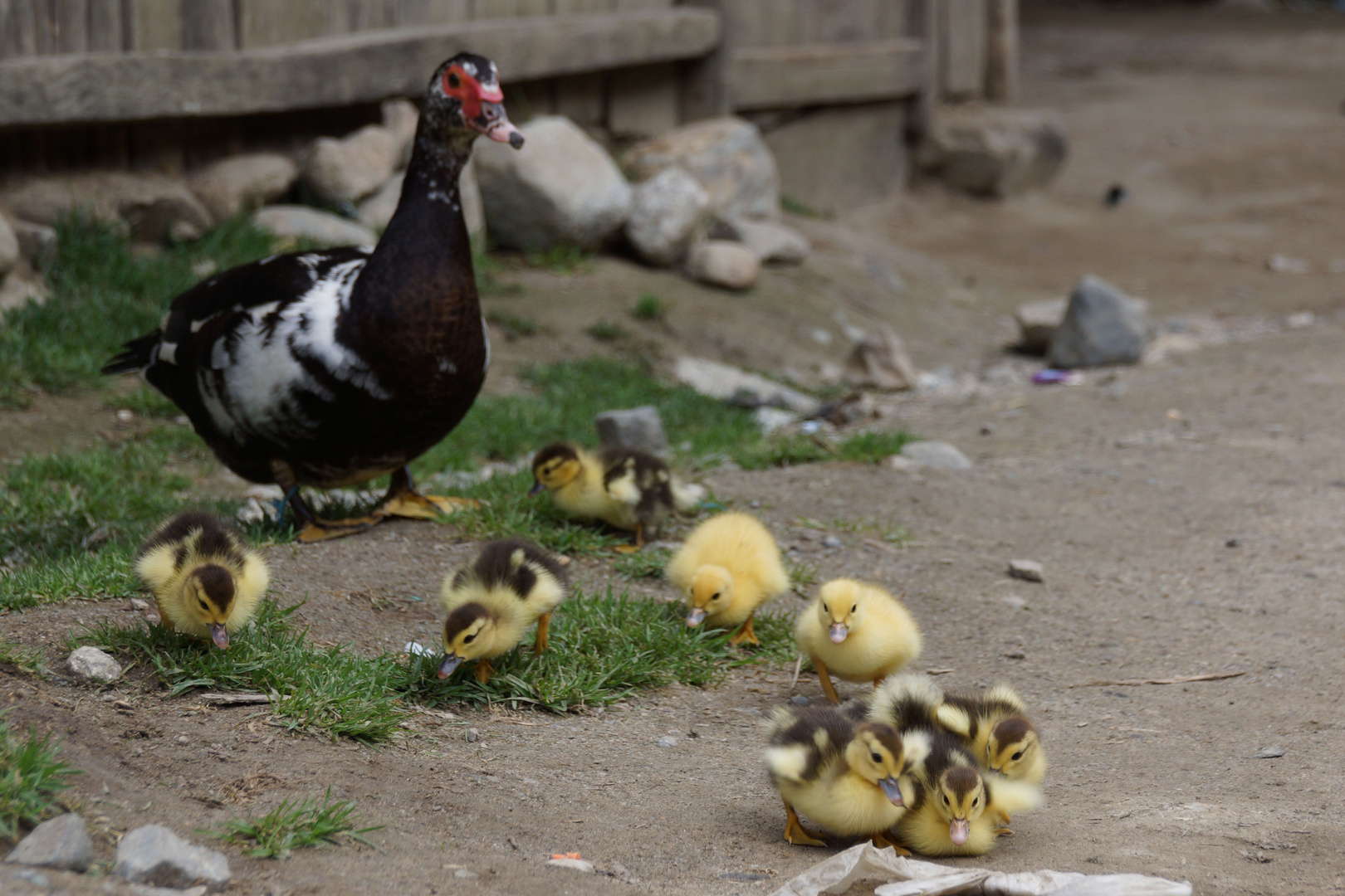Vogelfamilie Foto & Bild tiere, tierkinder, natur Bilder auf