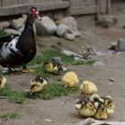 Vogelfamilie