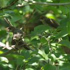 Vogelfamilie