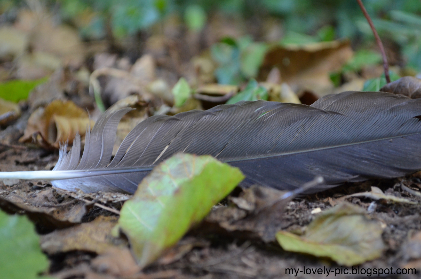 Vogelfeder