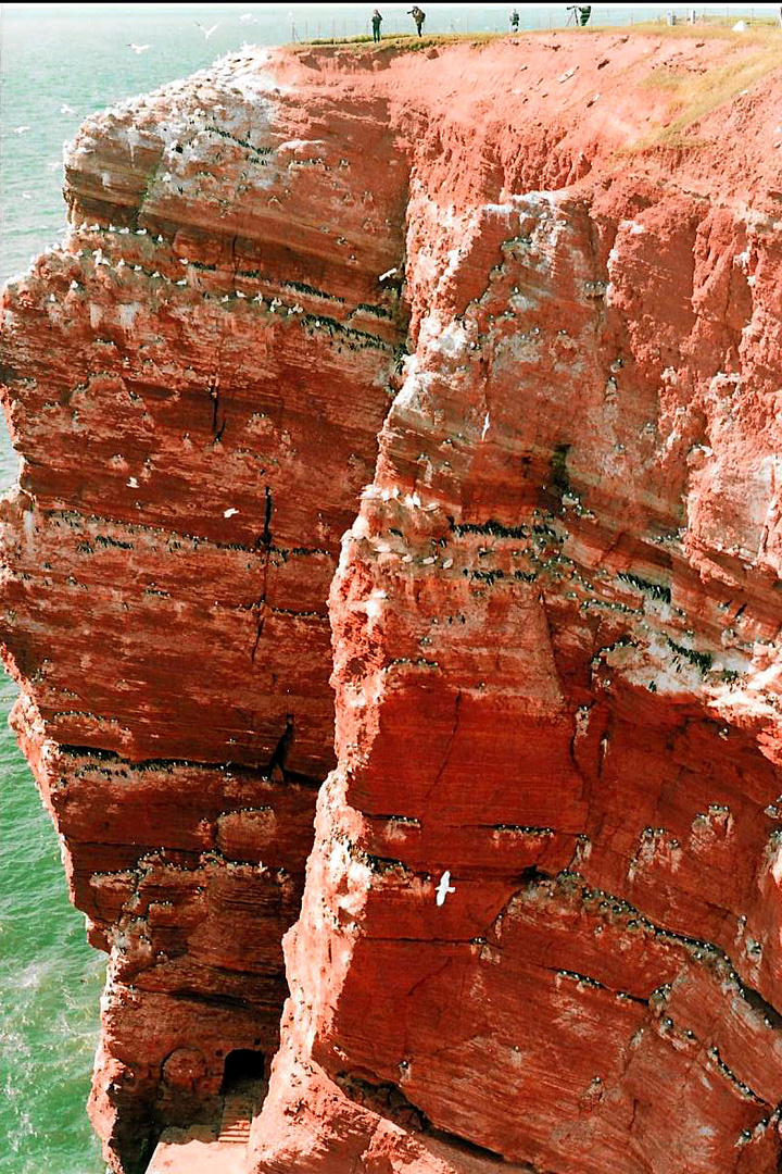 Vogelfelsen auf Helgoland