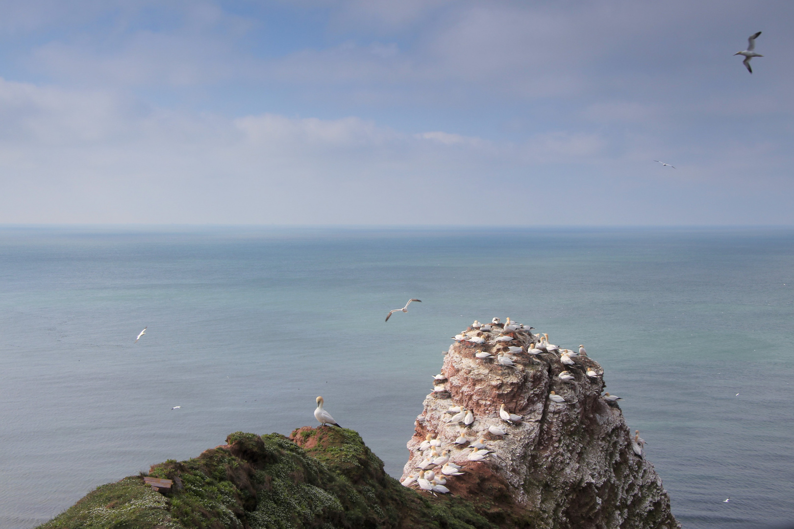 Vogelfelsen Helgoland