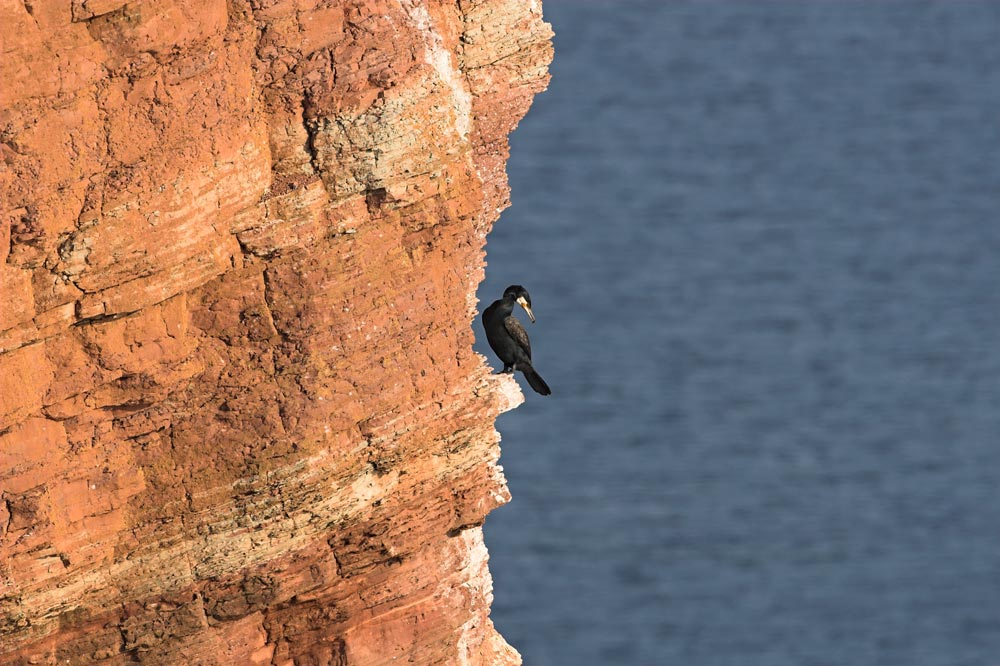 Vogelfelsen Helgoland