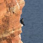 Vogelfelsen Helgoland