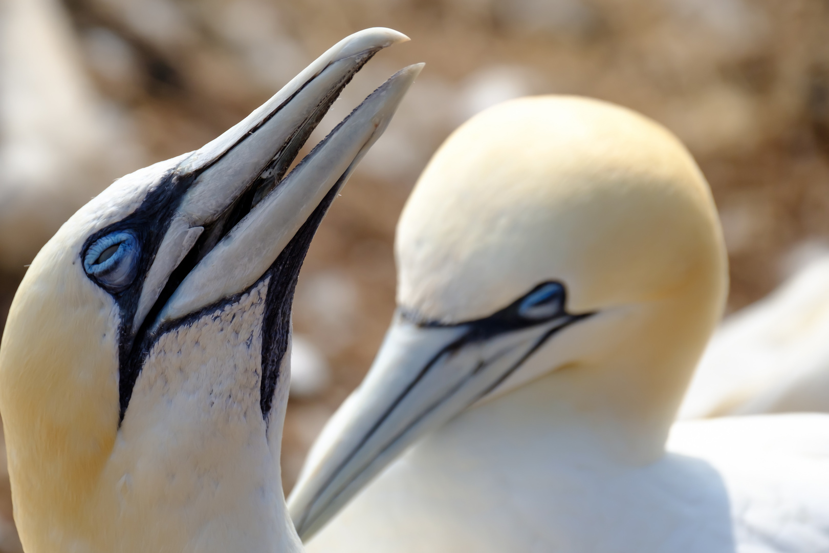 Vogelfelsen Helgoland