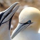 Vogelfelsen Helgoland