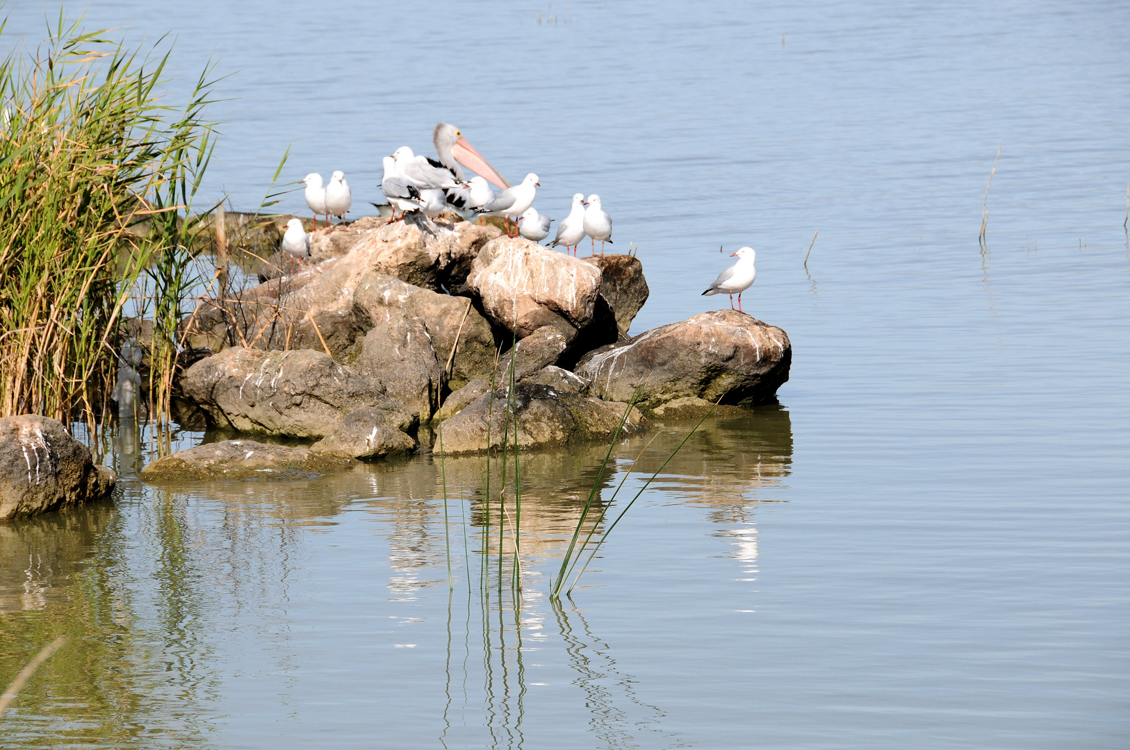 Vogelfelsen im Lake Albert