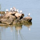 Vogelfelsen im Lake Albert