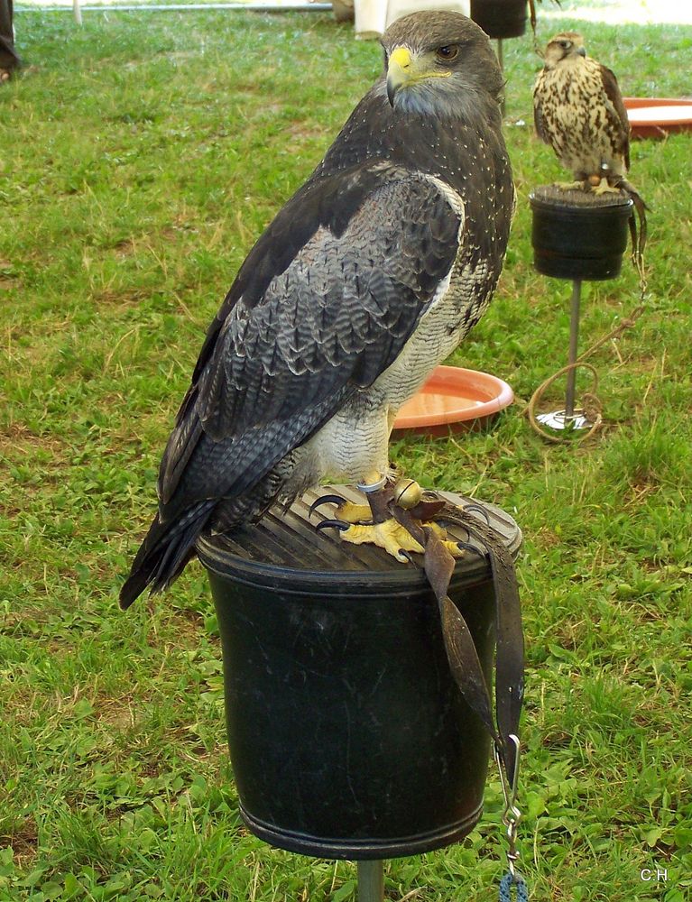 Vogelfestival 2016 (16)