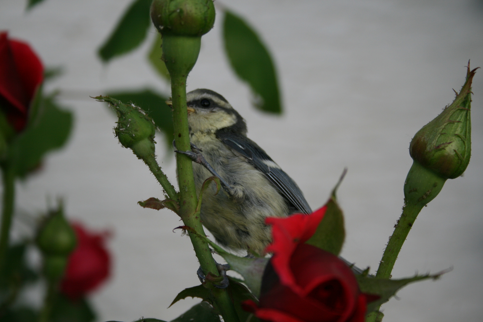 Vogelfestmahl